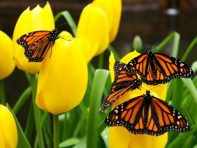 Mariposa Monarca, el azar en la creación, 